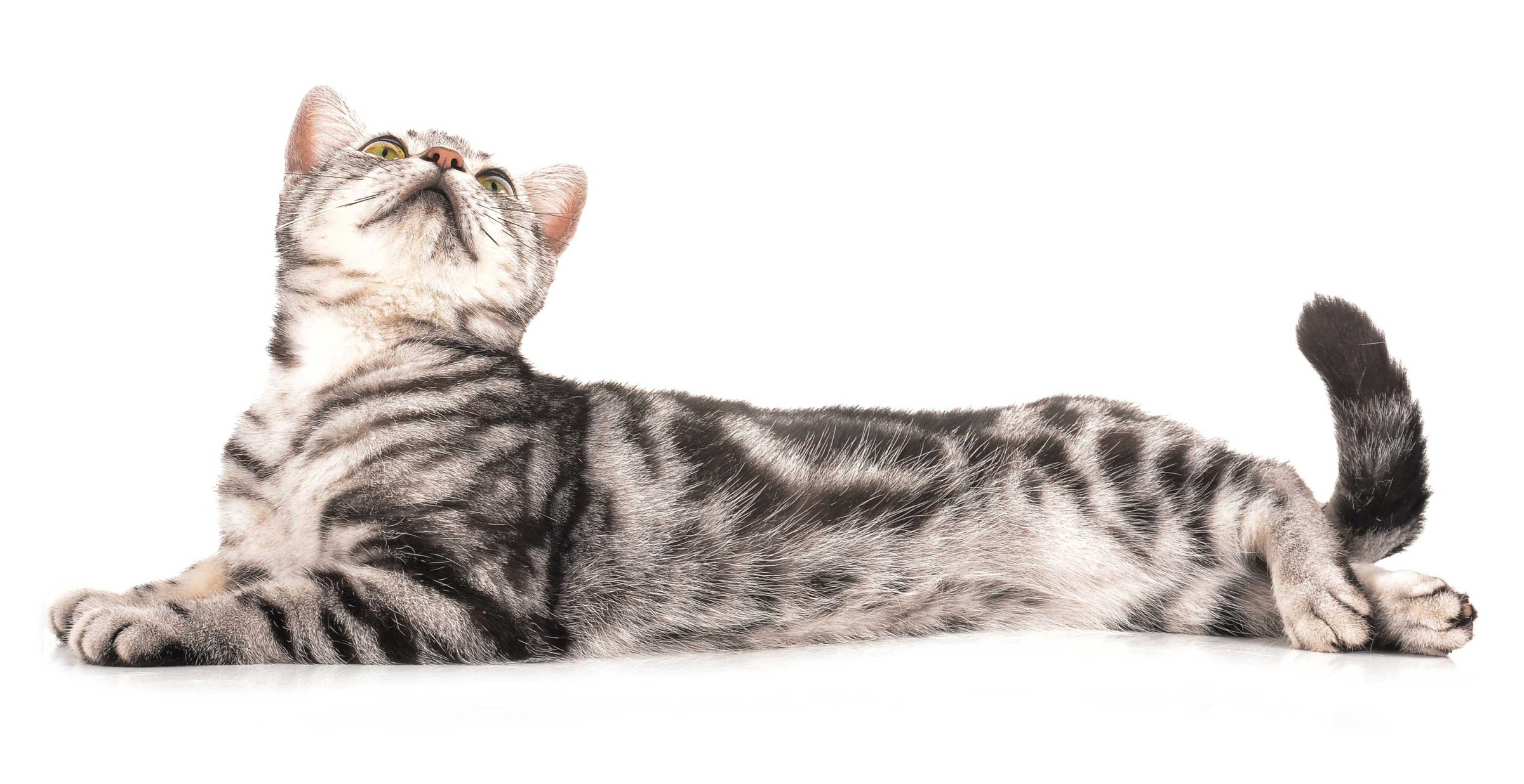 ZOLUX Catalogue - Pet supplies
