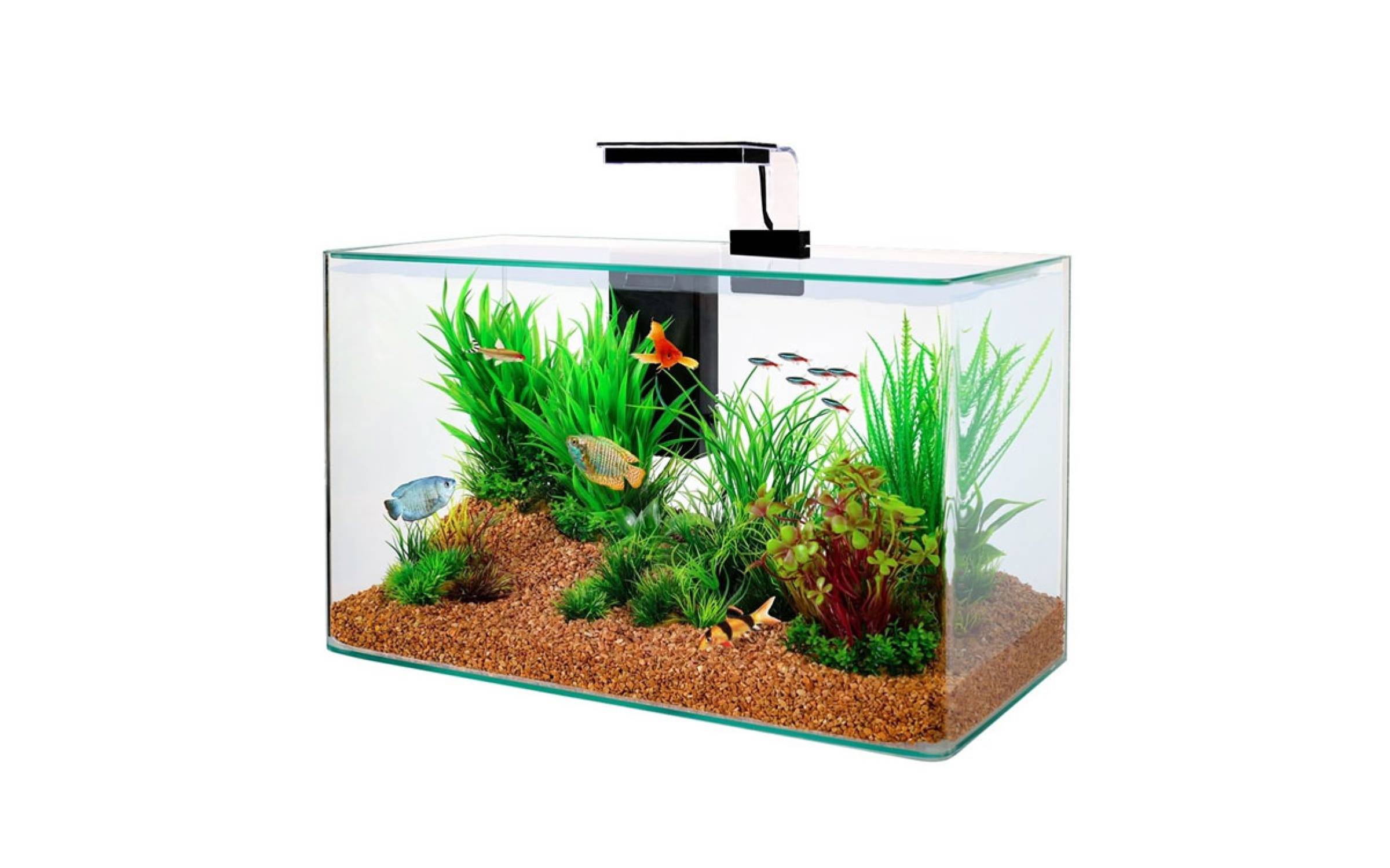 Aquariums Clear - 1D02a80D25ca47e2cac8857ca3834e2b