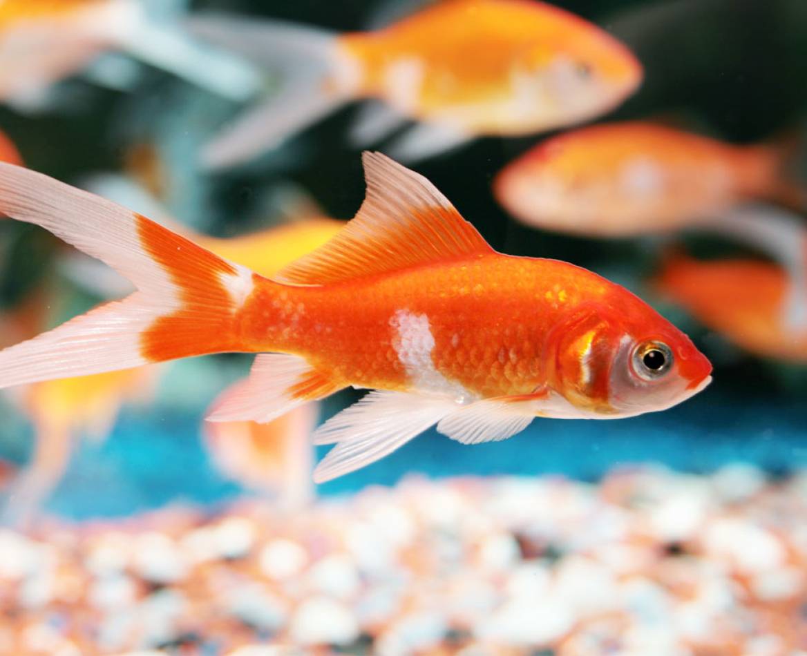 View of Goldfish habitat - Zolux