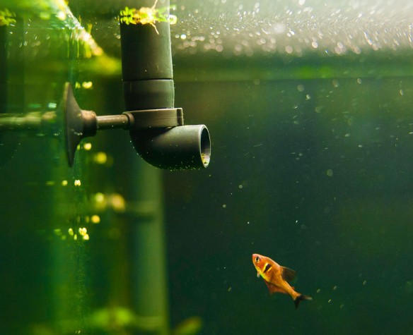 Fish tank store filter for goldfish