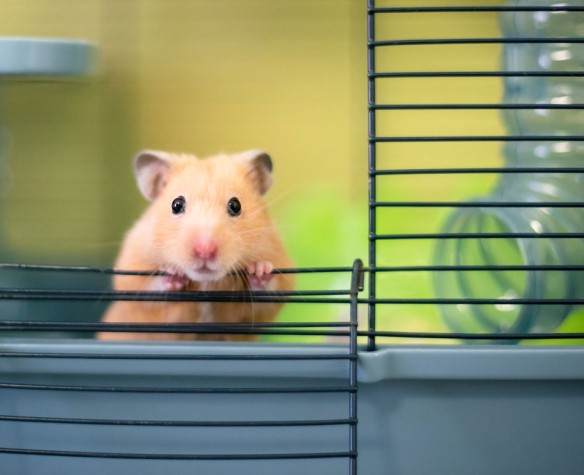 Green hamster outlet cage