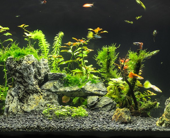 Aquasun A5 high rendering light #aquarium #aquariumhobby #nature  #natureaquarium #ledlights #plants #aquariumplants #tropical…