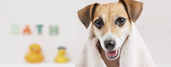 Pamper your pets!