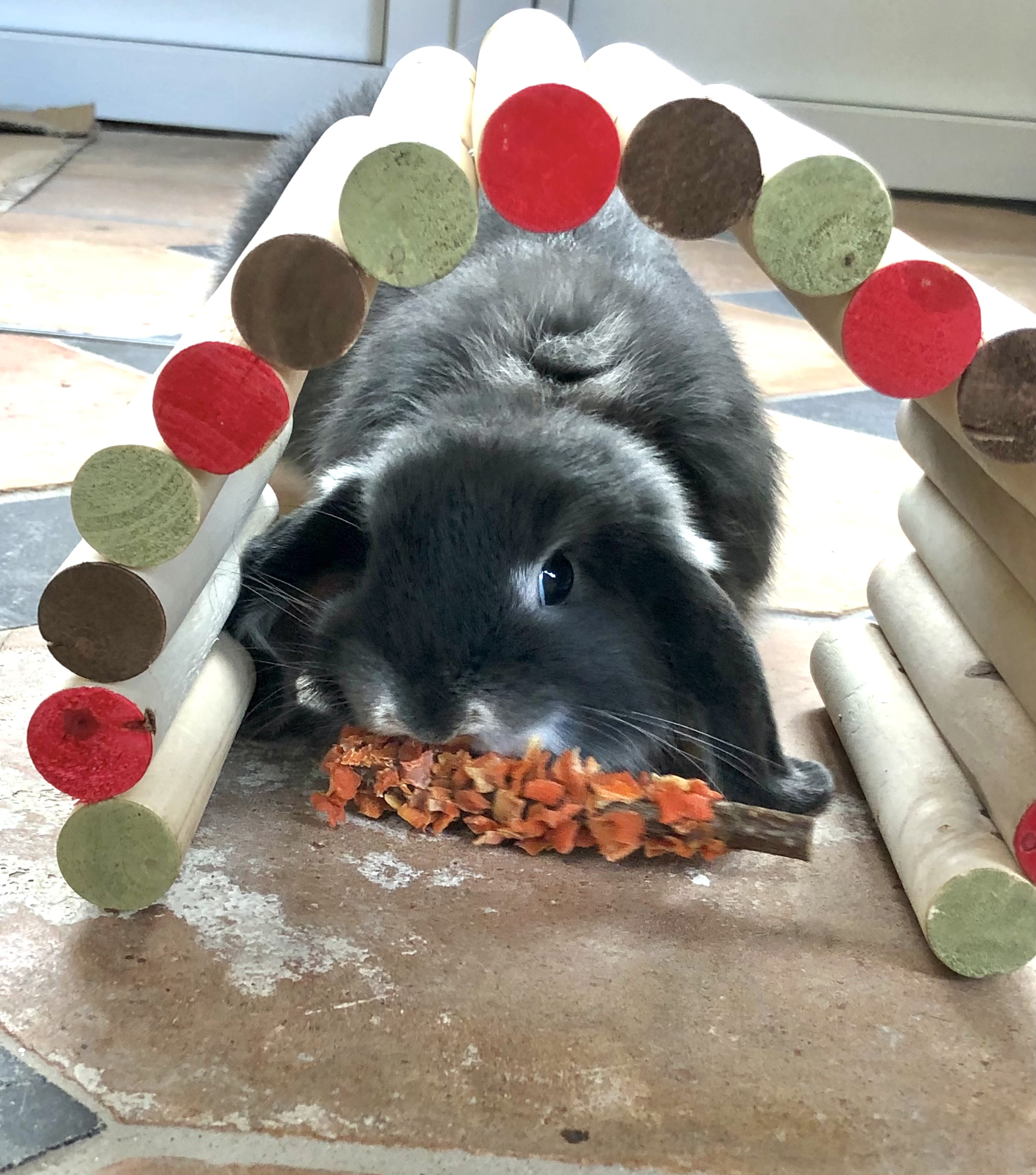 bunny harness petsmart