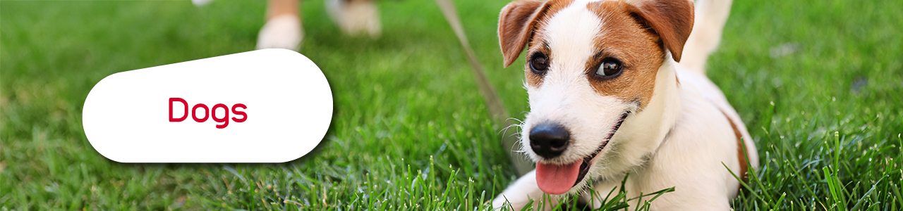 Dogs products and accessories zolux